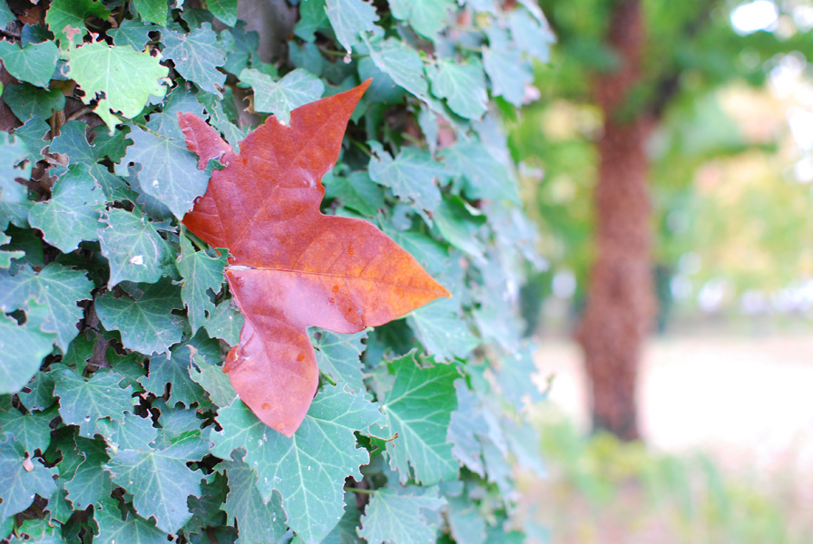 Autumn leaves