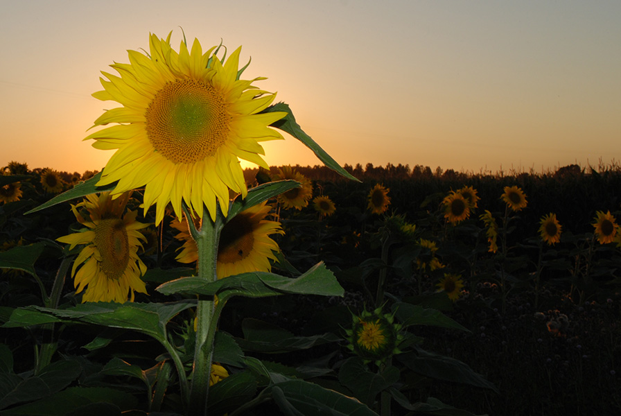 Tournesol